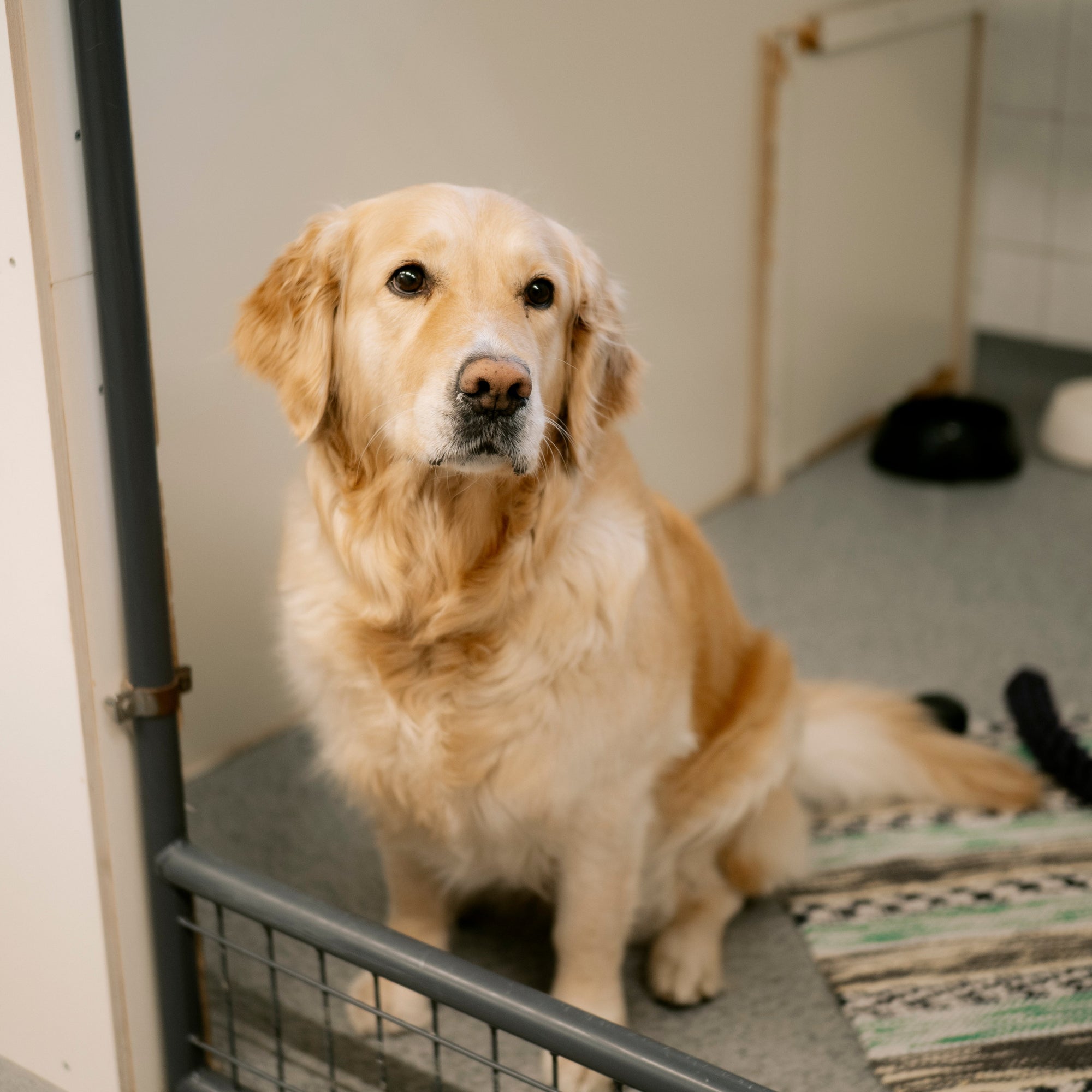 Päivähoito: pieni tai keskikokoinen koira