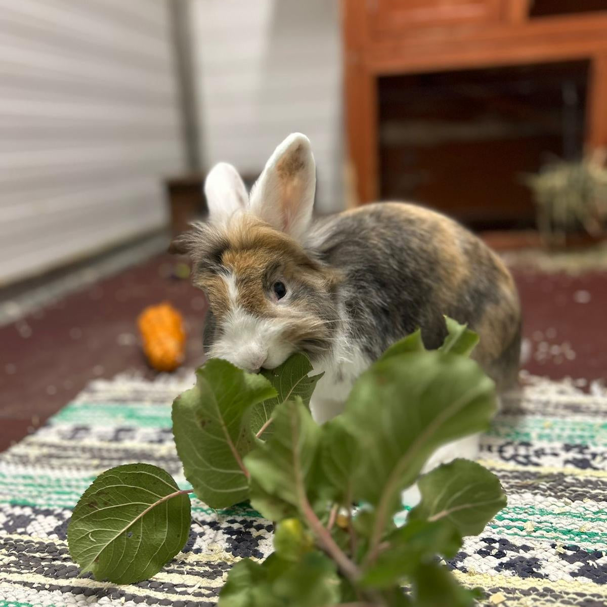 WhatsApp Image 2026-01-08 at 13.38.59.jpeg__PID:42a8c180-ac5a-4c5b-a97a-af1ce3503582